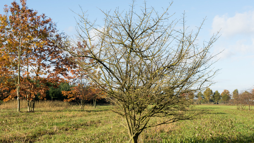 Euonymus alatus multi-stem