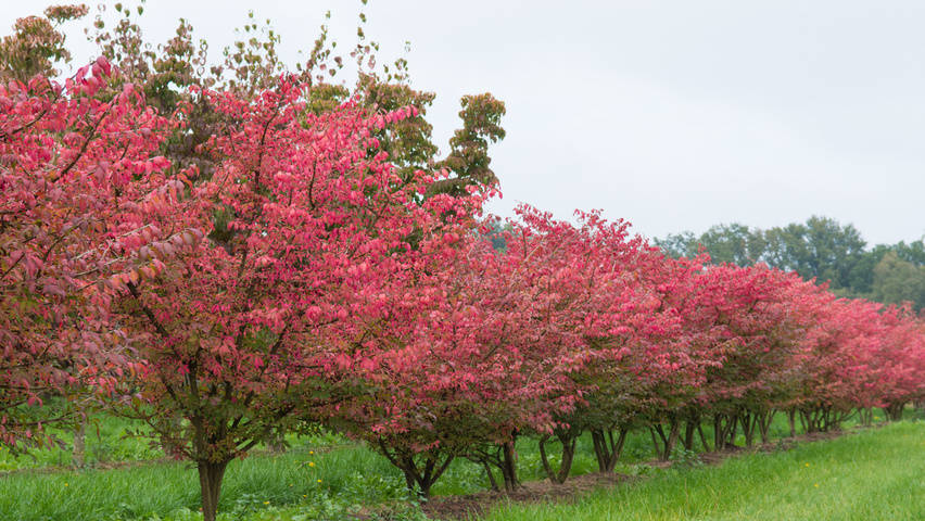 Euonymus alatus multi-stem