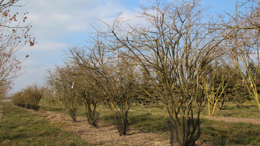 Euonymus alatus multi-stem