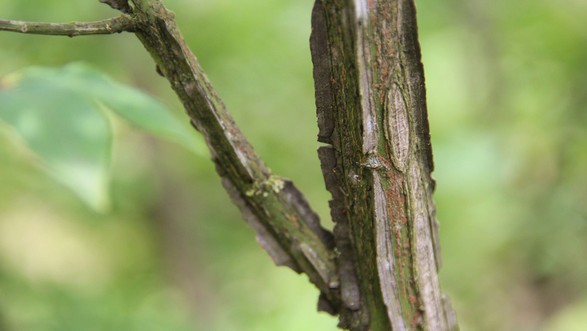 Euonymus alatus twigs