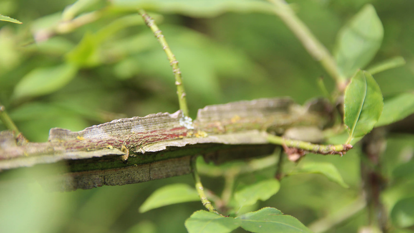 Euonymus alatus twigs