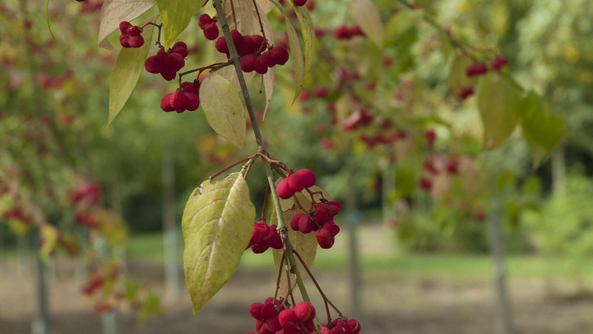 Euonymus europaeus 'Atrorubens' Frucht