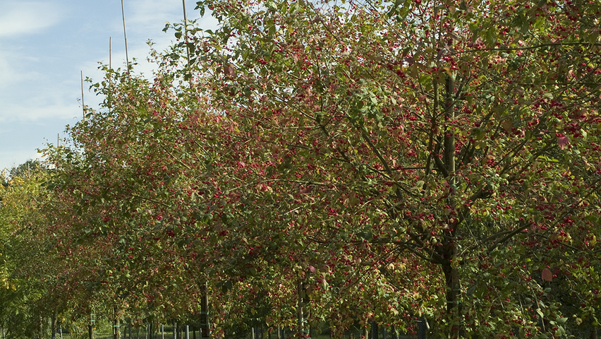 Euonymus europaeus 'Atrorubens' hochstämmig