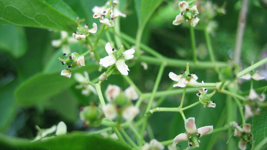 Euonymus europaeus 'Red Cascade' kwiaty