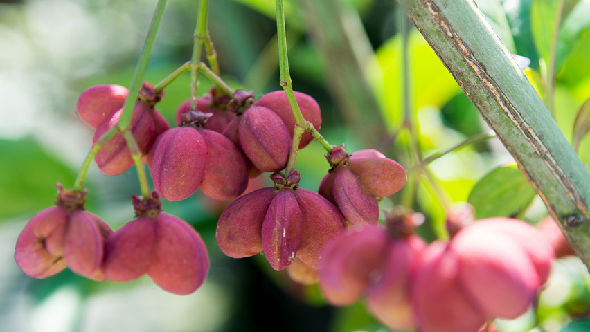 Euonymus europaeus 'Red Cascade' owoce