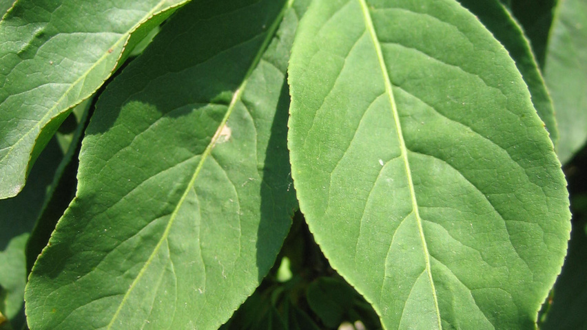 Euonymus europaeus 'Red Cascade' liście