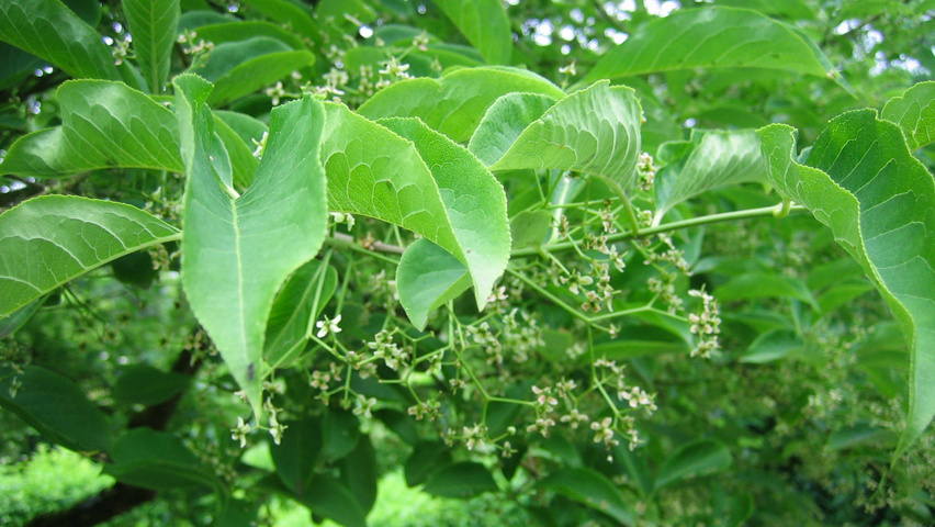 Euonymus europaeus 'Red Cascade' liście
