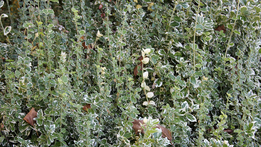 Euonymus fortunei 'Emerald Gaiety' листья