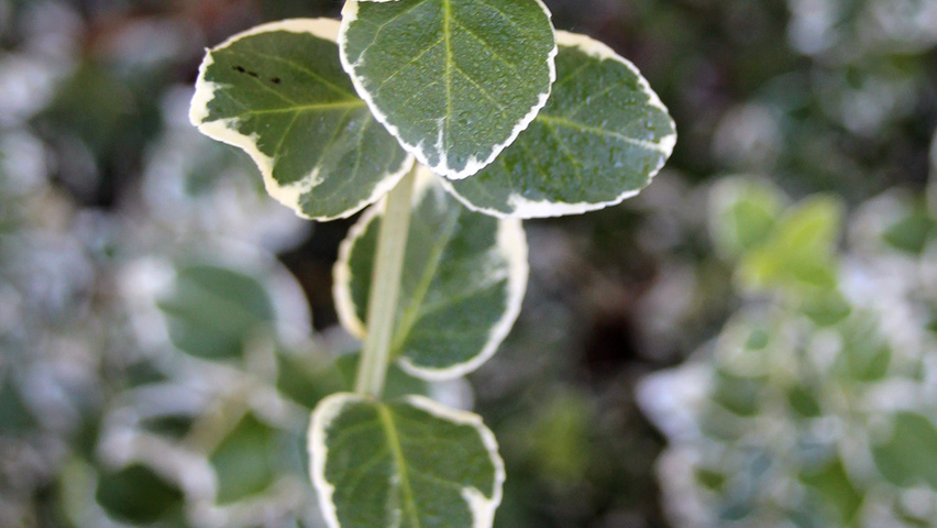 Euonymus fortunei 'Emerald Gaiety' листья