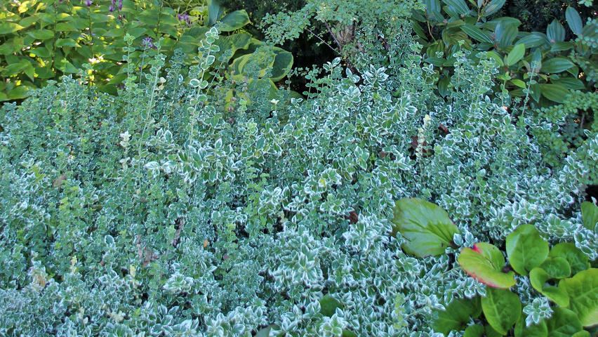 Euonymus fortunei 'Emerald Gaiety' Кустарники-солитеры