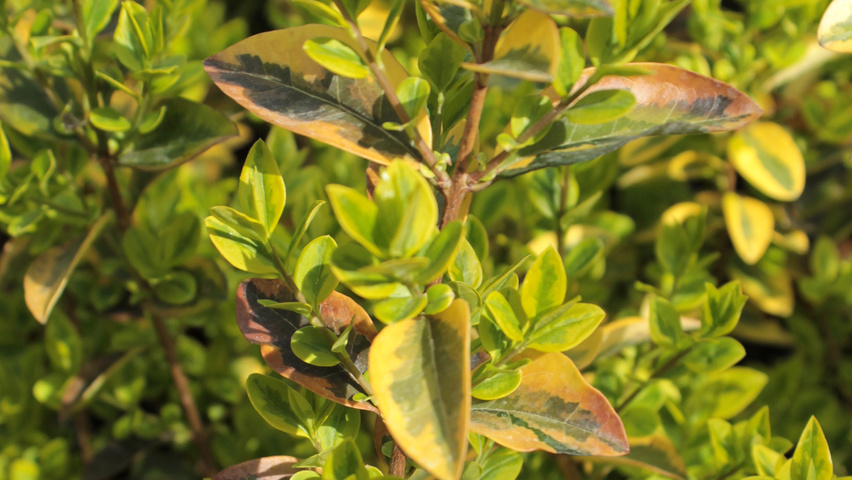 Euonymus fortunei 'Emerald 'n' Gold' leaves