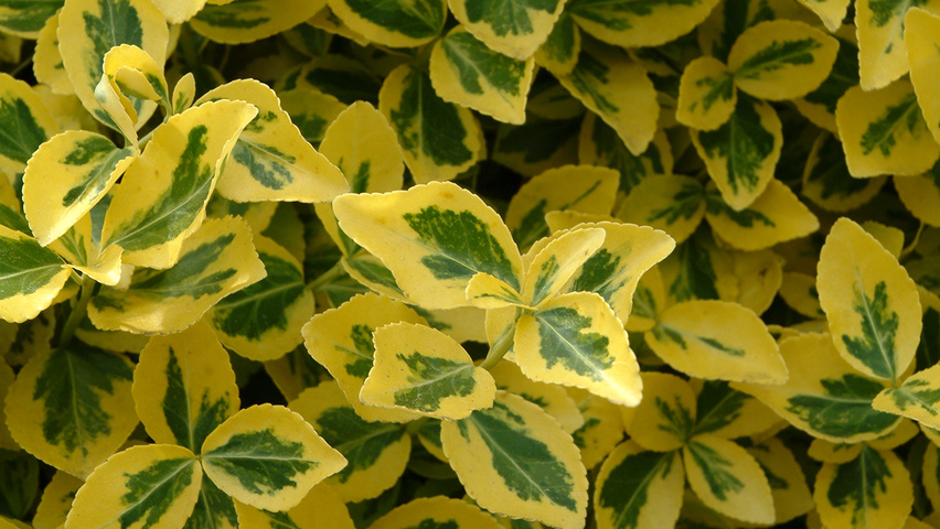 Euonymus fortunei 'Emerald 'n' Gold' leaves