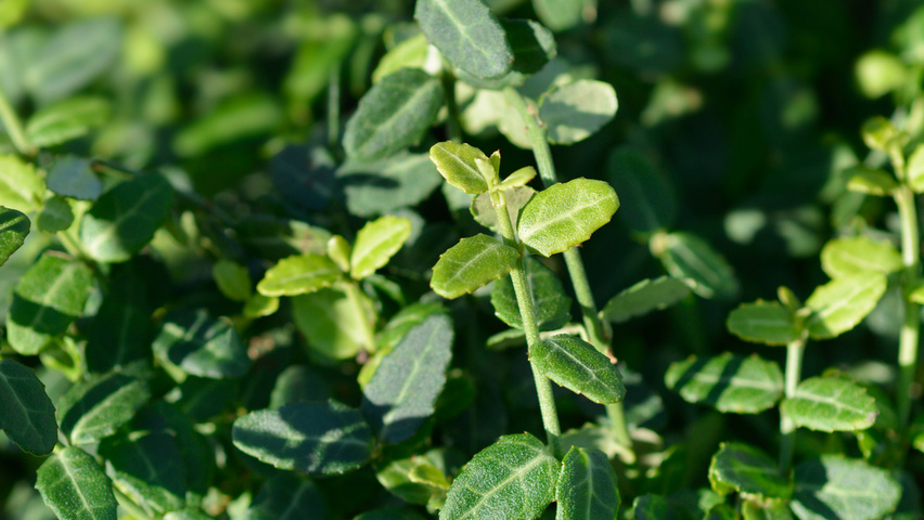 Euonymus fortunei 'Minimus' листья