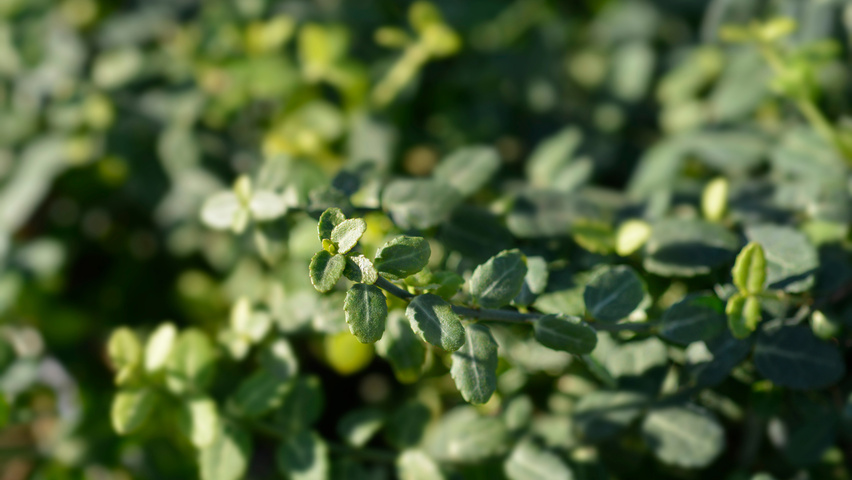 Euonymus fortunei 'Minimus' листья