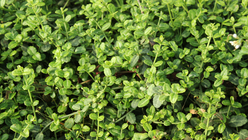 Euonymus fortunei 'Minimus' листья