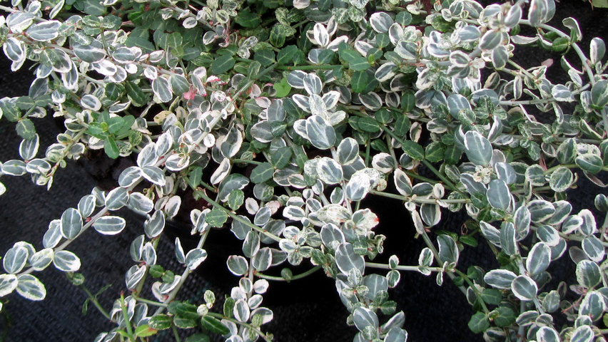 Euonymus fortunei 'Silver Carpet' Feuilles
