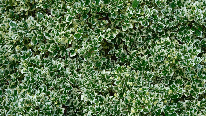 Euonymus fortunei 'Silver Queen' листья