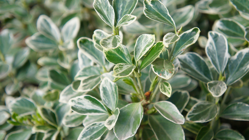 Euonymus fortunei 'Silver Queen' листья