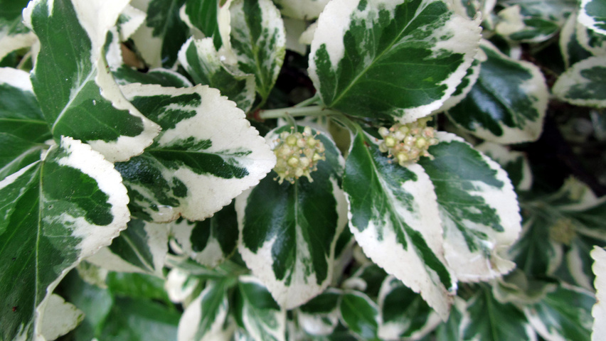 Euonymus fortunei 'Variegatus' Blatt