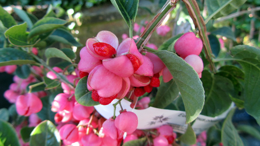 Euonymus phellomanus fruits