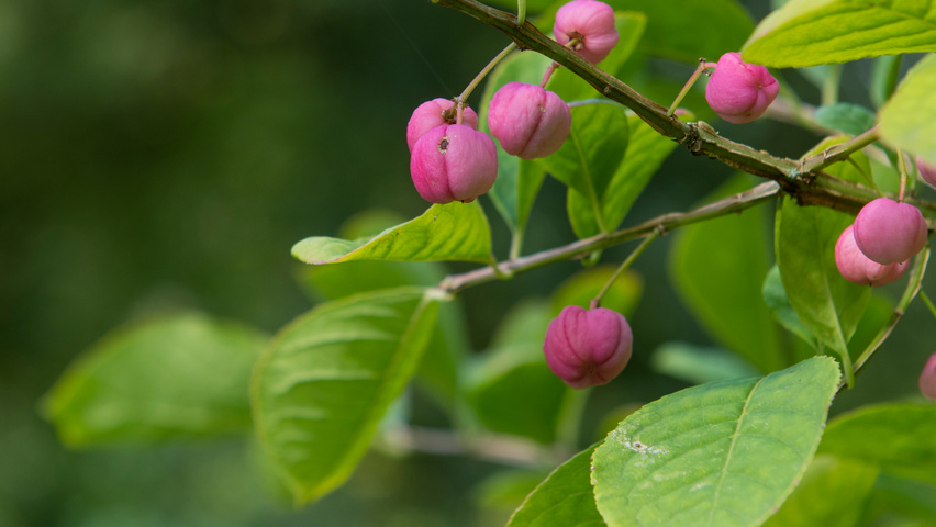 Euonymus phellomanus fruits