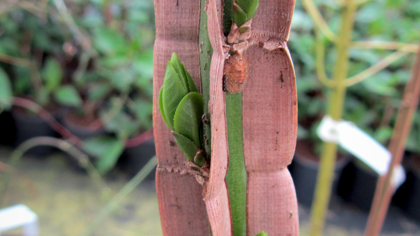 Euonymus phellomanus twigs