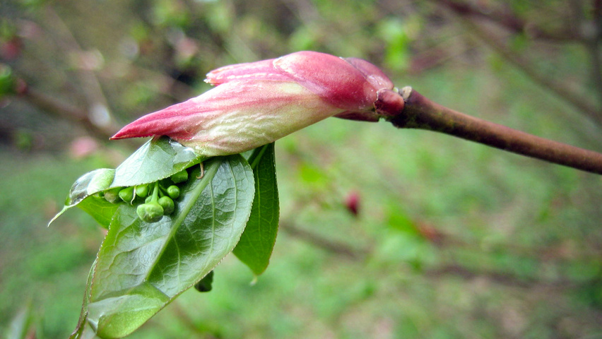 Euonymus planipes flowers