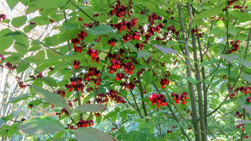 Euonymus planipes fruits