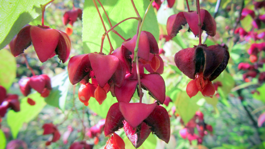 Euonymus planipes fruits