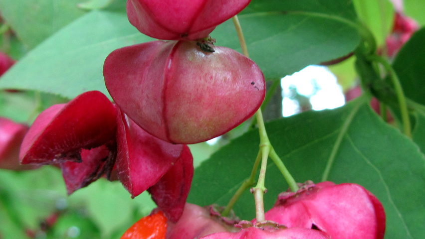 Euonymus planipes fruits