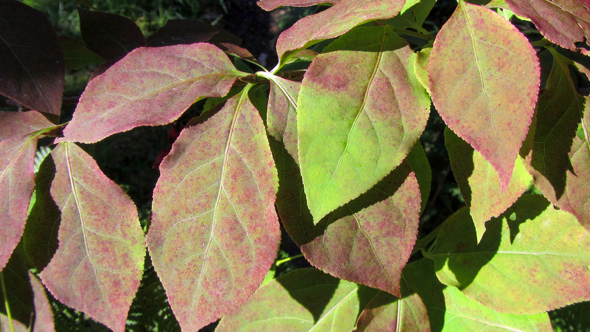 Euonymus planipes leaves