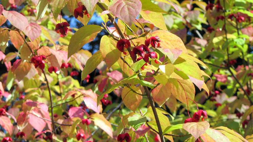 Euonymus planipes leaves