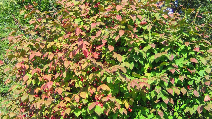 Euonymus planipes solitary shrubs