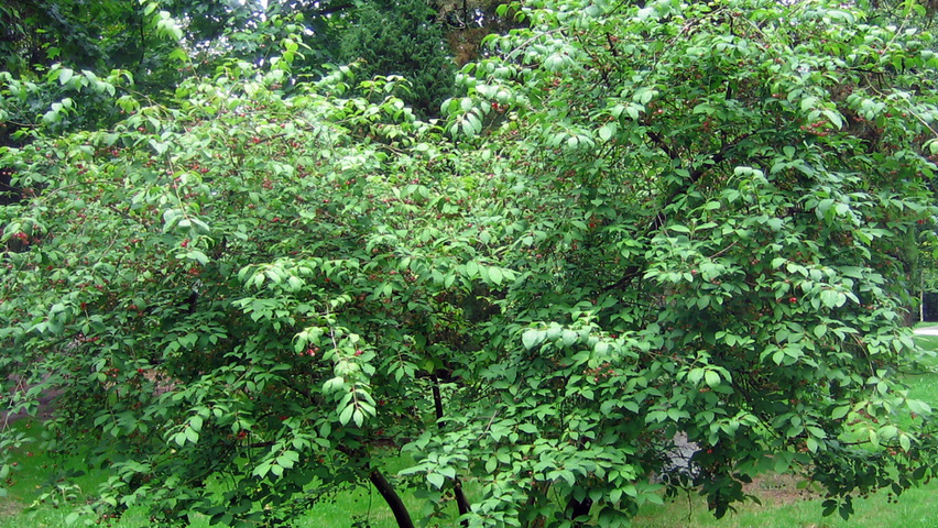 Euonymus planipes solitary shrubs