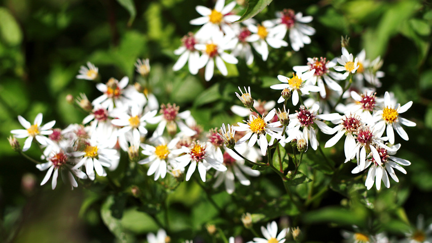 Eurybia divaricata flowers