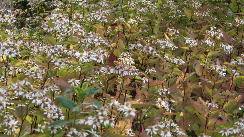 Eurybia divaricata flowers
