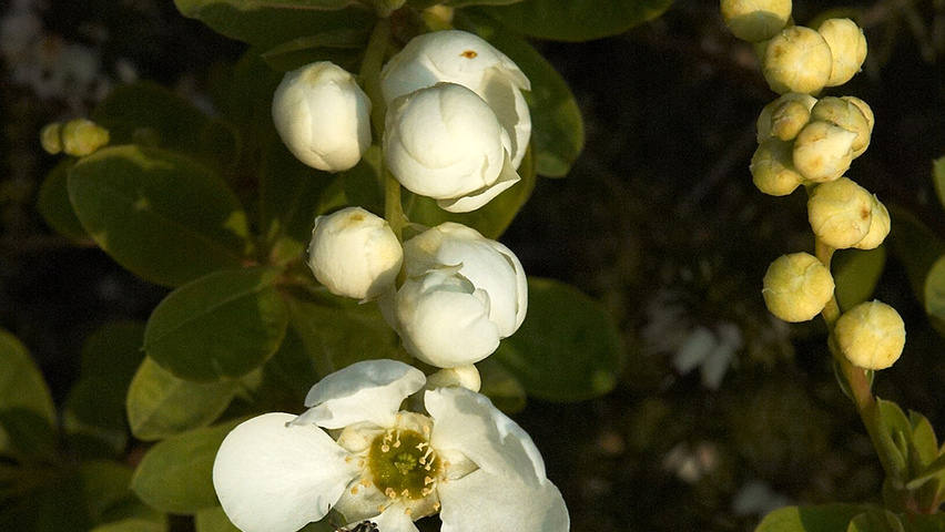 Exochorda 'The Bride' flowers
