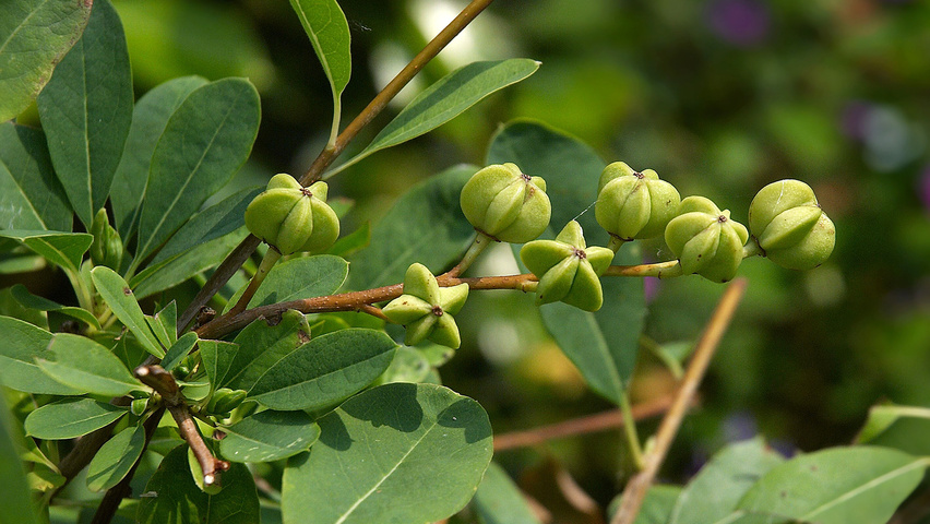 Exochorda 'The Bride' fruits