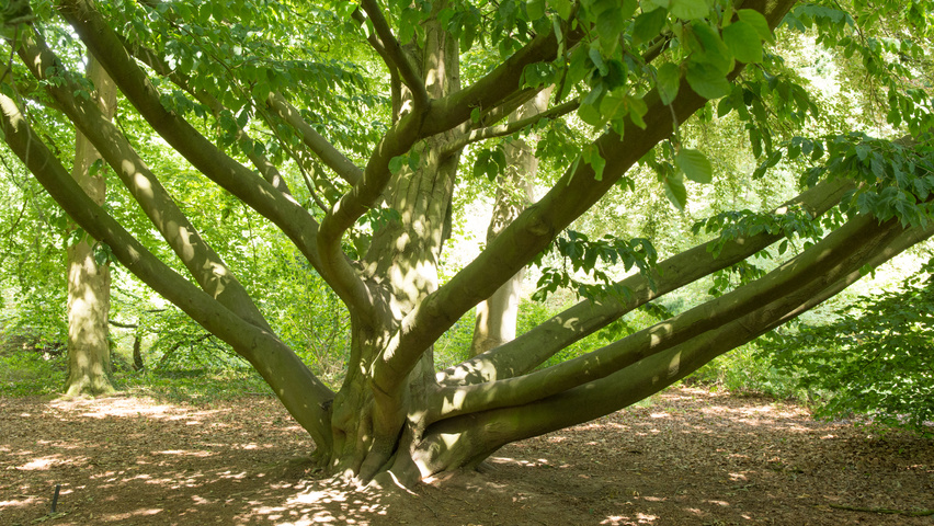 Fagus orientalis bark