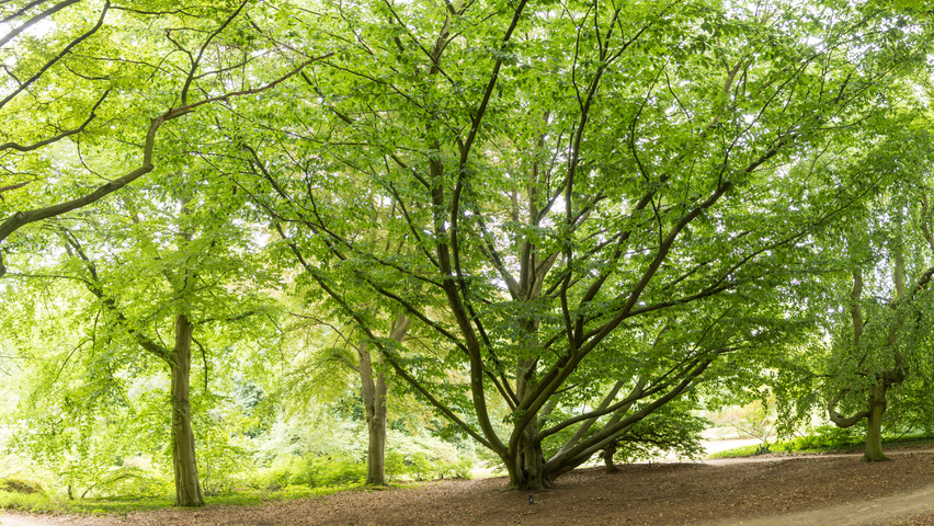 Fagus orientalis characteristic