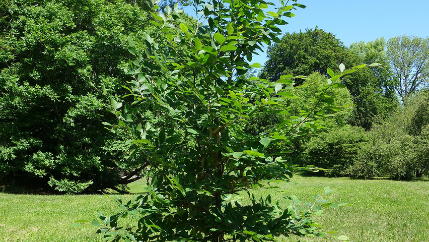 Fagus orientalis feathered