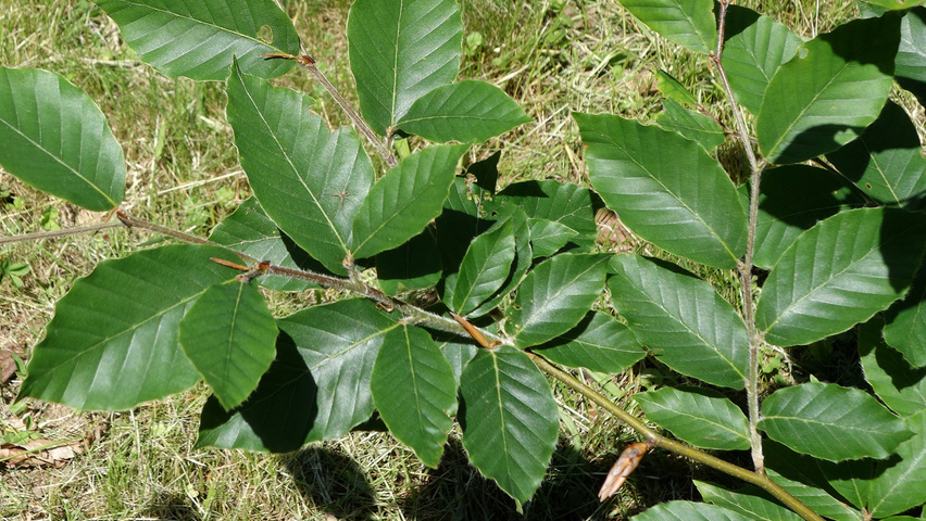 Fagus orientalis leaves