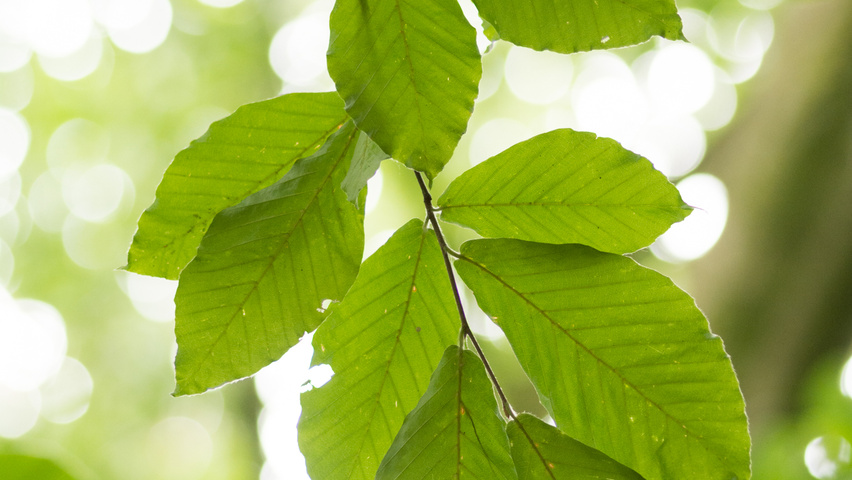 Fagus orientalis leaves