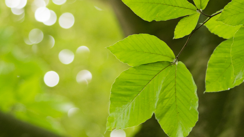 Fagus orientalis leaves