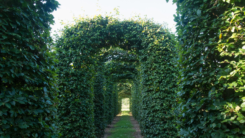 Fagus sylvatica archway