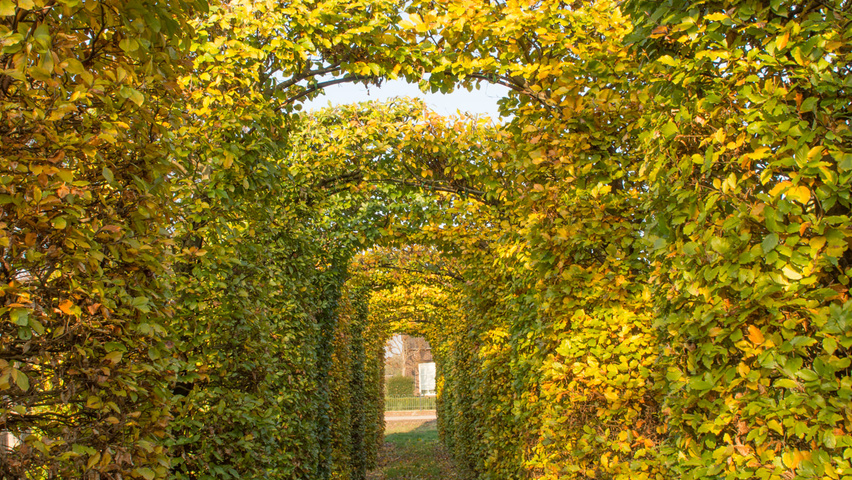 Fagus sylvatica archway