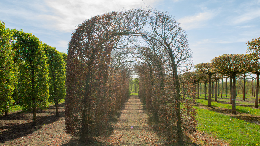 Fagus sylvatica archway