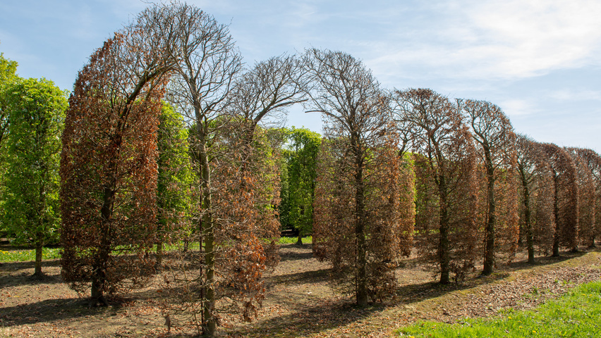 Fagus sylvatica archway