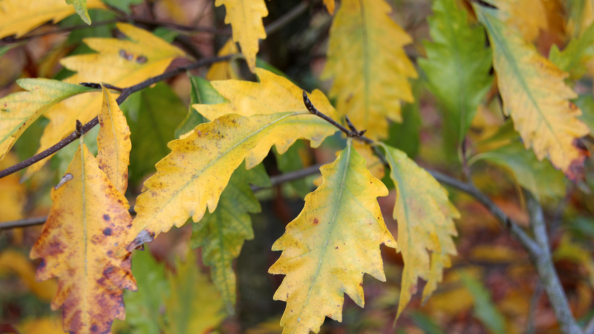 Fagus sylvatica 'Aspleniifolia' herfstblad
