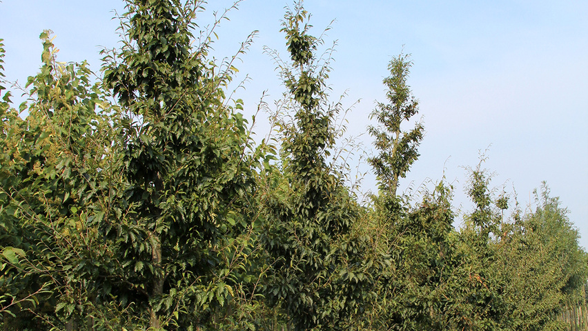 Fagus sylvatica 'Aspleniifolia' beveerd